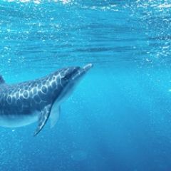 Кухонный фартук Фауна 053 Дельфины МДФ матовый (3000) Fauna в Тюмени - tumen.mebel24.online | фото 2