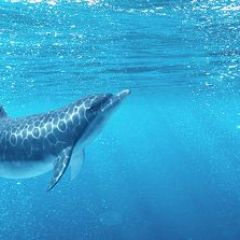 Кухонный фартук Фауна 053 Дельфины МДФ матовый (3000) Fauna в Тюмени - tumen.mebel24.online | фото