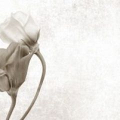 Кухонный фартук Цветы 069 МДФ матовый (3000) Flowers в Тюмени - tumen.mebel24.online | фото