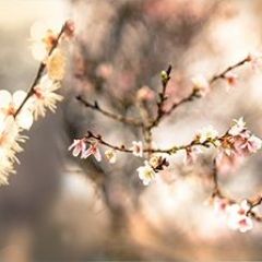 Кухонный фартук Цветы 317 МДФ матовый (3000) Flowers в Тюмени - tumen.mebel24.online | фото