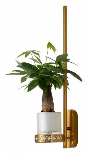 Бра Favourite Greenery 4050-1W в Тюмени - tumen.mebel24.online | фото 4